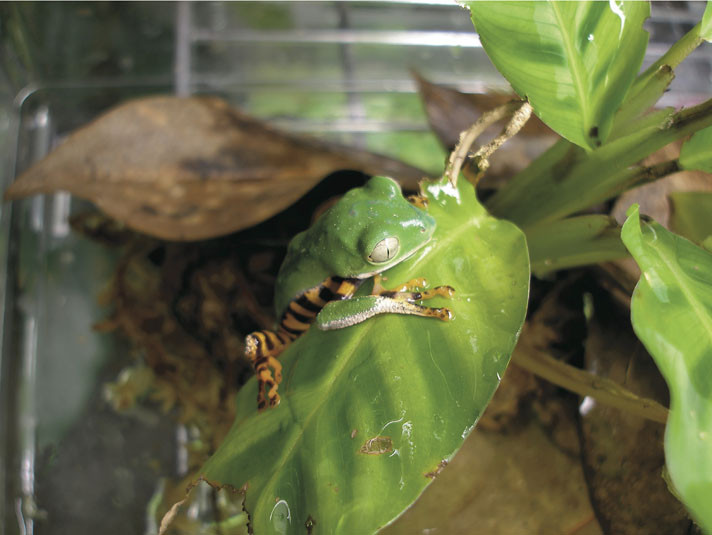 tiger striped tree frog