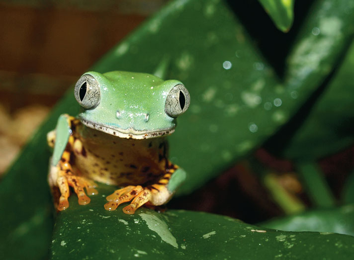 Tiger-leg monkey frog