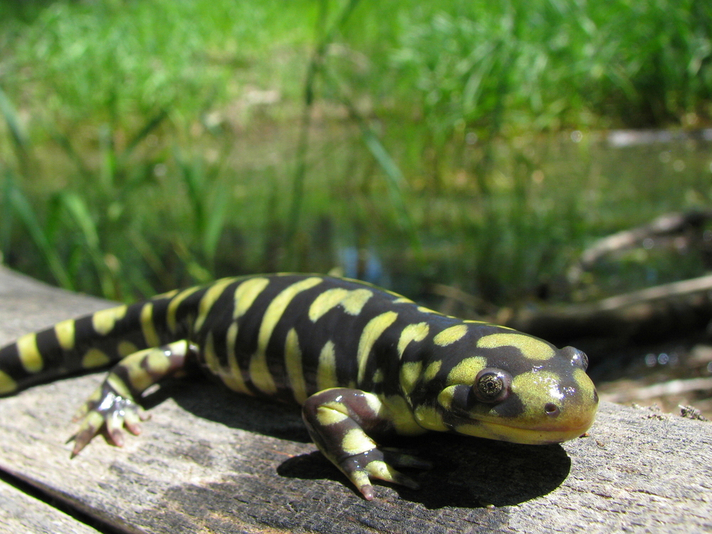 A California Tiger Salamander Ambystoma Californiense At The Fresno Chaffee Zoo Photographic Print Joel Sartore Art Com Tiger Salamander Save Wildlife Salamander