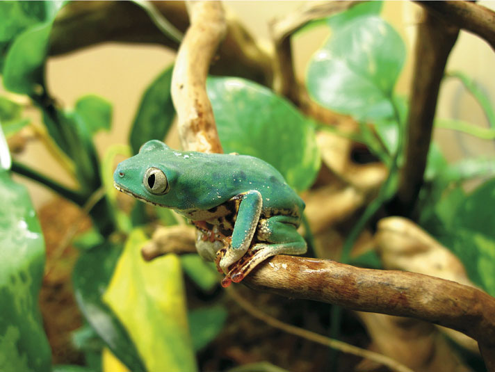 tiger striped tree frog