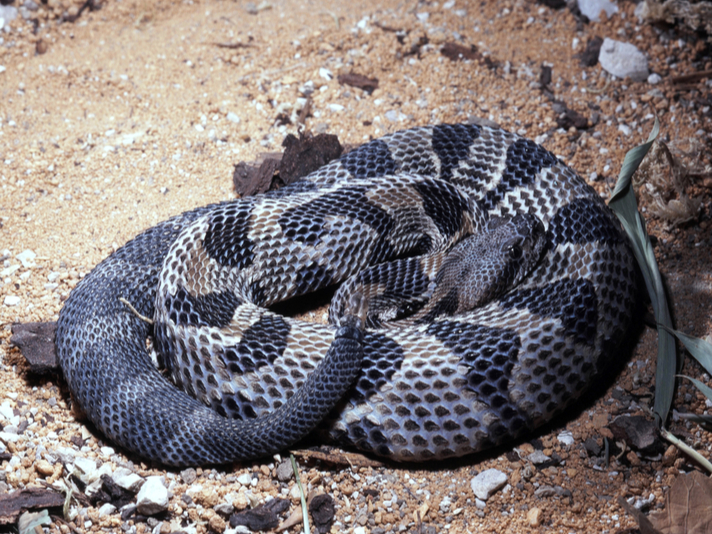 Timber rattlesnake