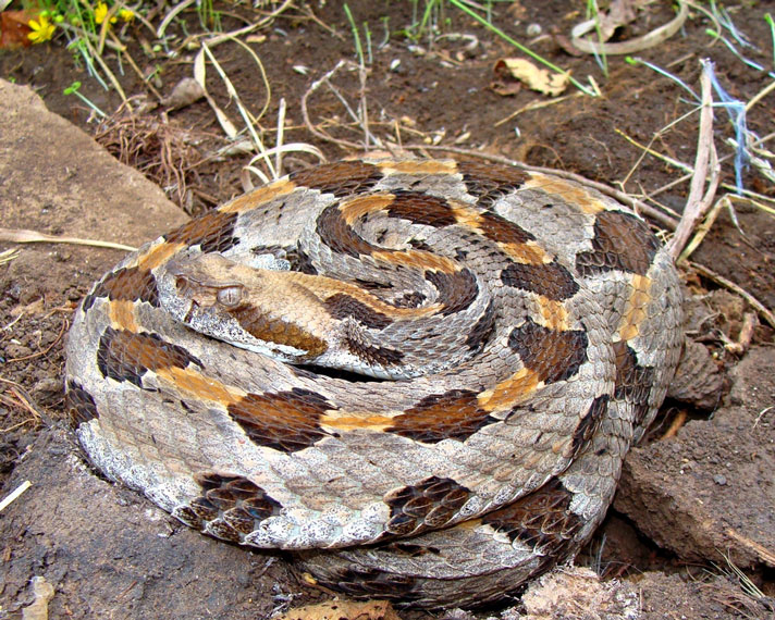 Timber rattlesnake