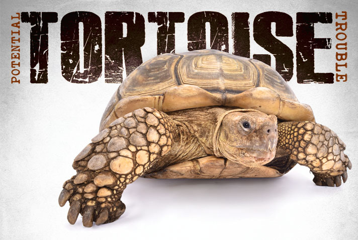 An Examination Of Tortoise Health Conditions - Reptiles Magazine