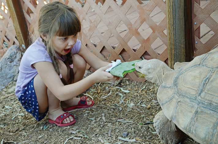 tortoise and child