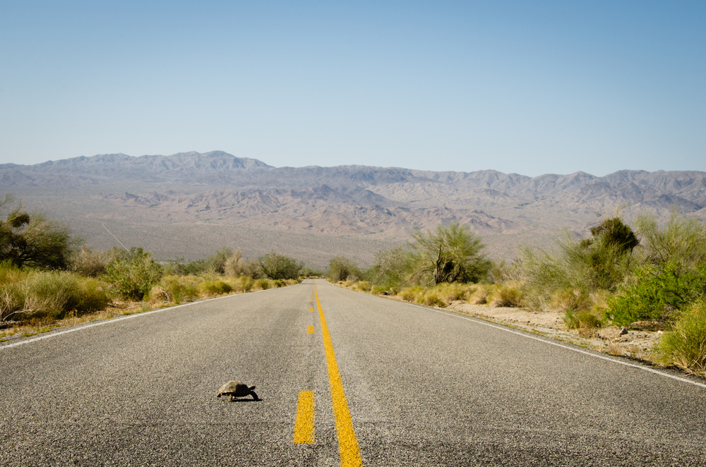 desert tortoise crossing a road