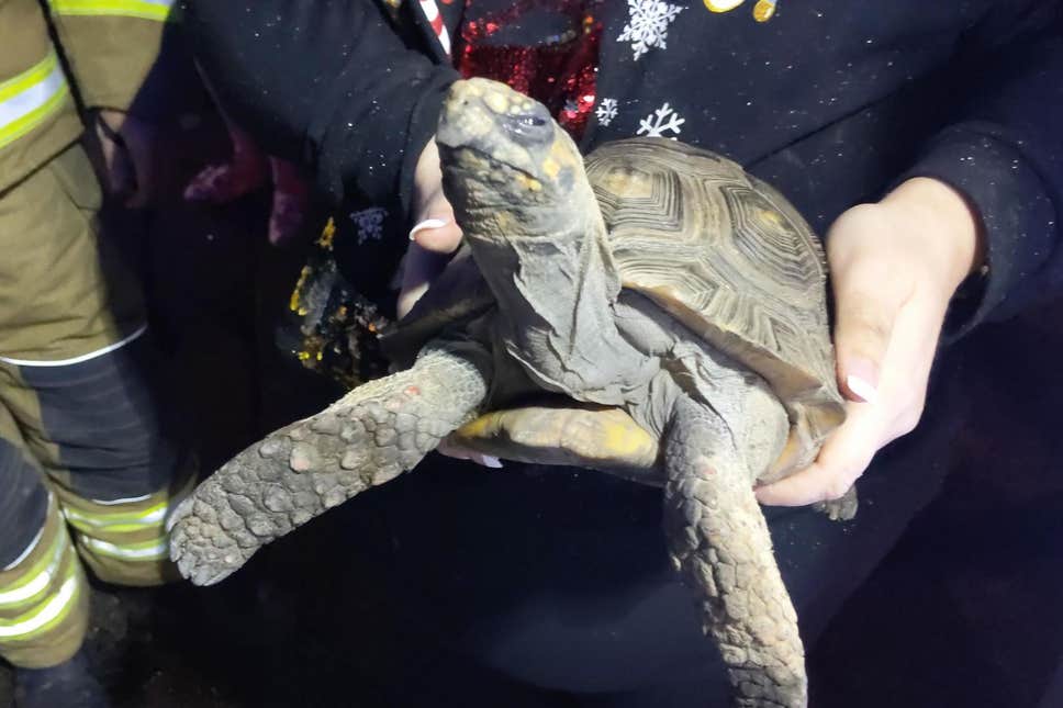 This tortoise knocked over his heat lamp, which caused a fire in his home.