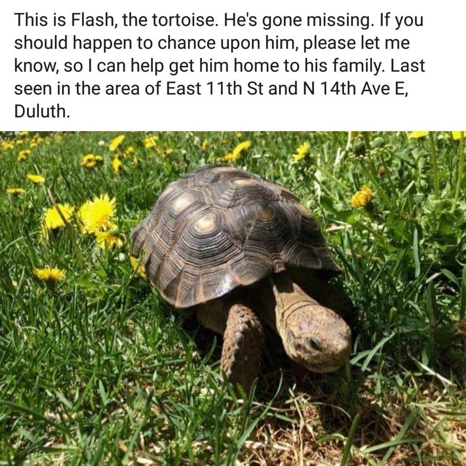 After 11 Days, Escaped Tortoise Is Found 9 Miles From Home - Reptiles ...