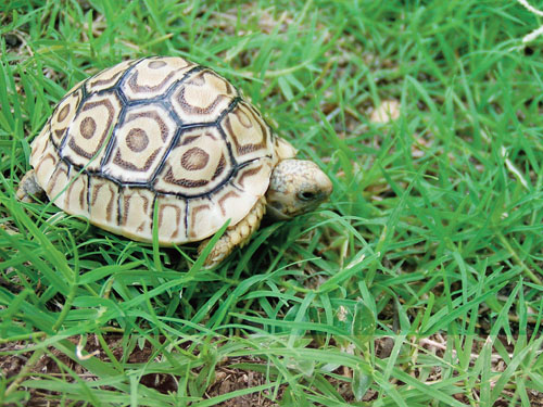 Leopard tortoise