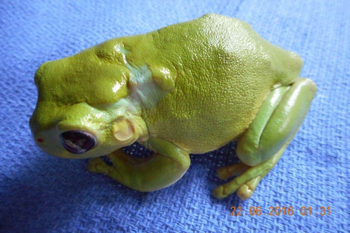 White's treefrog run over by lawnmower survives