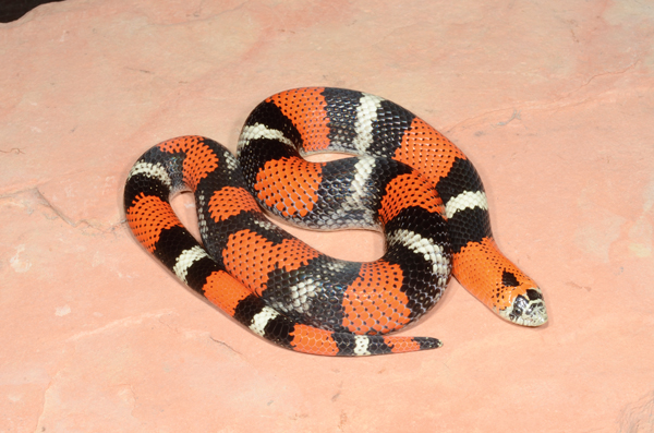 tri color hognose snake