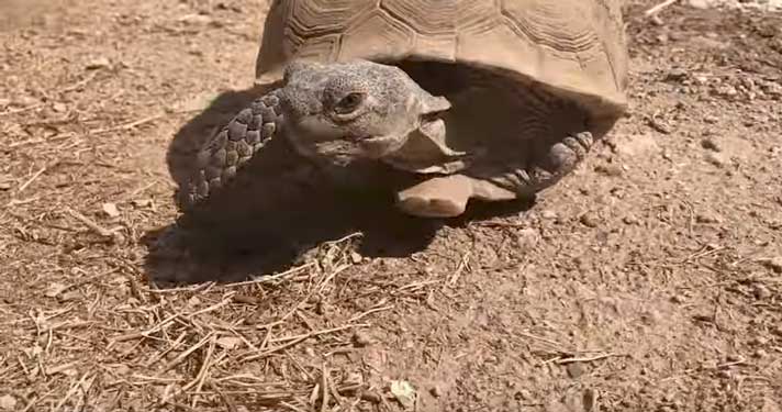Arizona desert tortoise