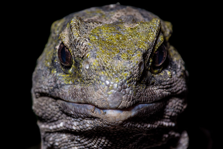 Male tuatara lack penises, and these reptiles breed much like some birds, via a cloacal kiss.