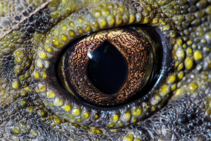 The eye of the tuatara