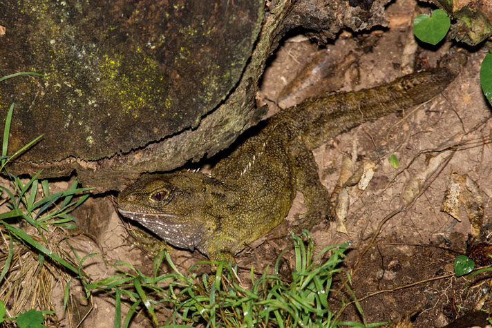 A tuatara on the forest floor in New Zealand