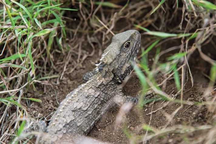 Tuatara