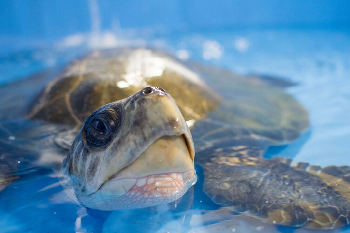 Turkey the olive ridley sea turtle