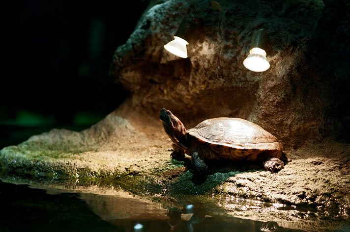 turtle basking under heat lamps