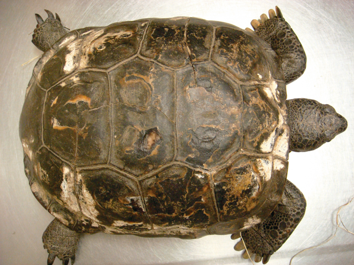 Shell degradation in gopher tortoise.