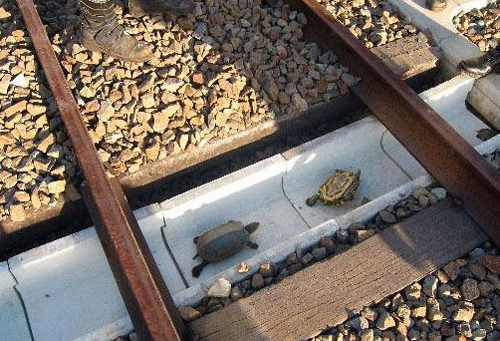 turtles cross under train tracks in Japan