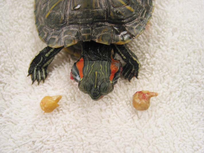 infected material removed from a turtle's ears.