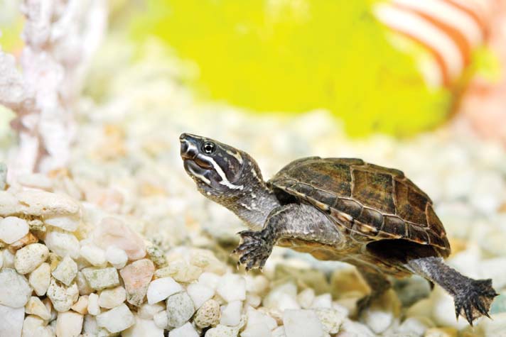 nutritional diseases in aquatic turtles