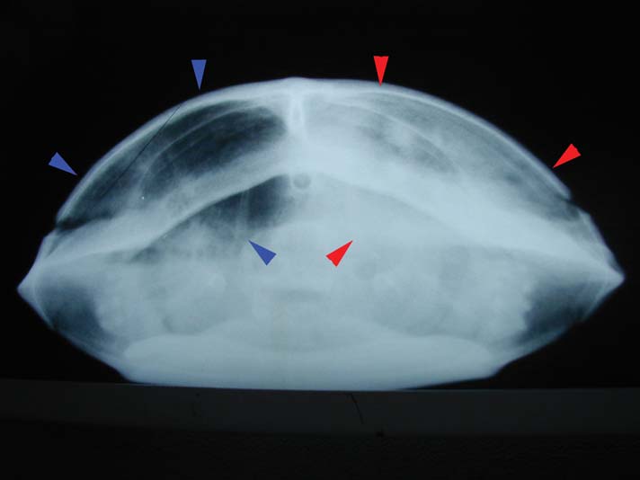 This is a radiograph of a red-eared slider turtle affected by severe pneumonia. The turtle is facing the x-ray beam head-on. The normal right lung (blue arrows) is black because it contains air. The infected left lung (red arrows) is white because it contains fluid.