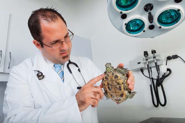 Have your turtle examined by a vet at the first sign of illness.