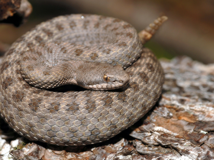 twin spotted rattlesnake