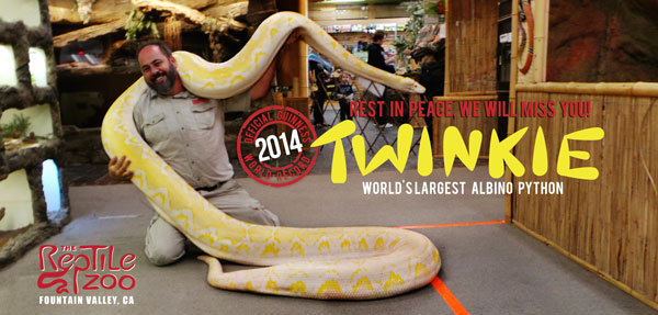 Twinkie the albino reticualted python