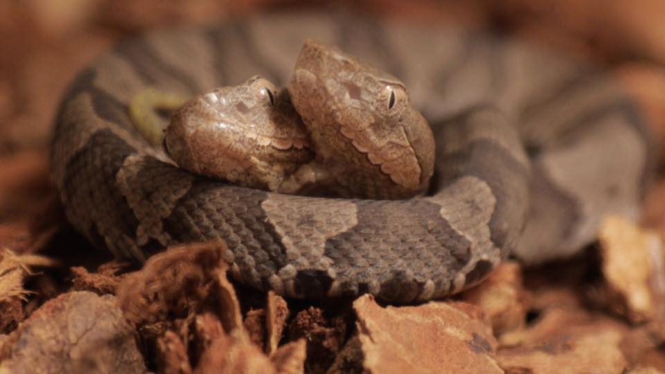 two-headed copperhead snake