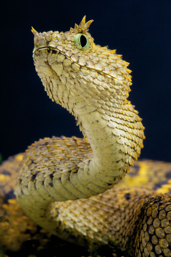 Atheris squamigera (bush viper)  Beautiful snakes, African bush viper,  Colorful snakes