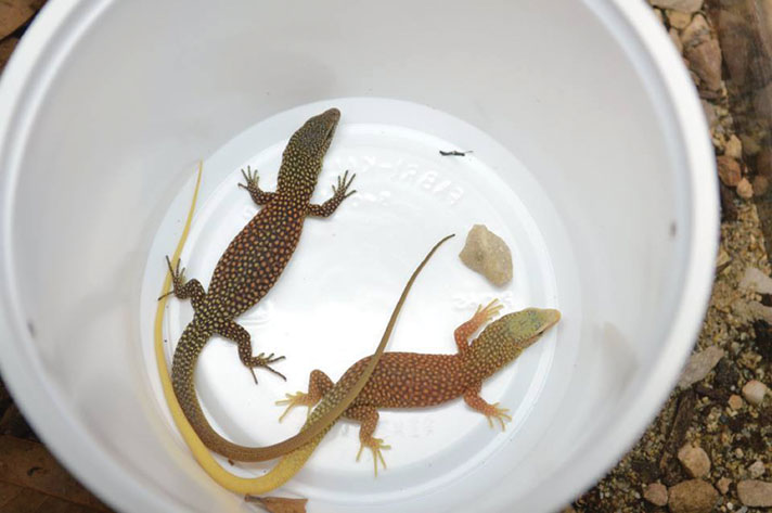 rock monitor pet