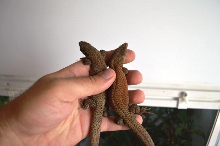 King S Dwarf Monitor Care And Breeding Reptiles Magazine