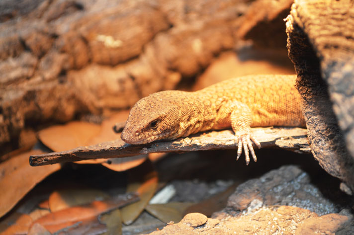 rock monitor pet