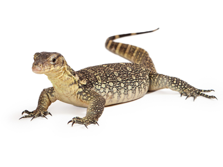 Juvenile Asian water monitor