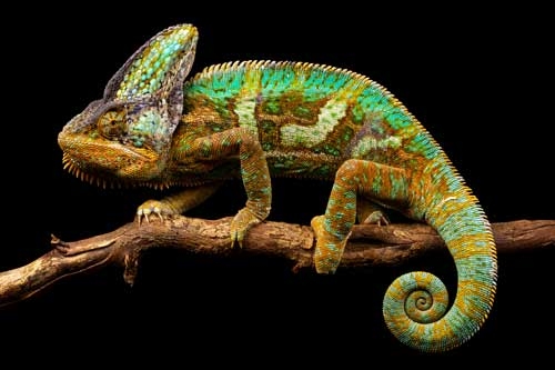 Veiled chameleon