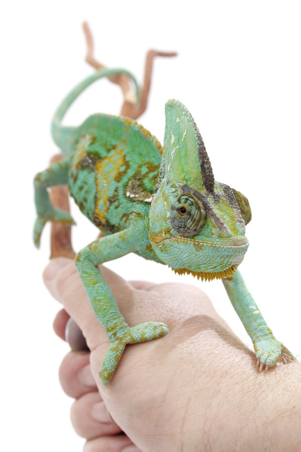 Veiled Chameleon Care Guide