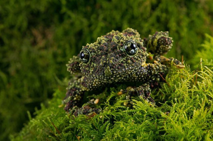 vietnamese mossy frog habitat