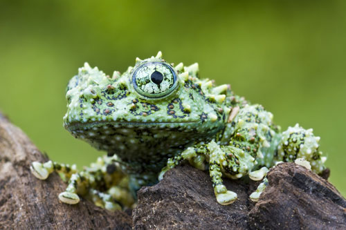 vietnamese mossy frog habitat