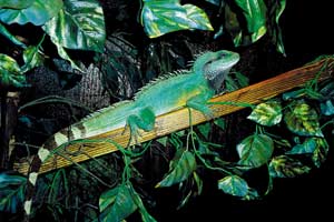 Chinese water dragons are arboreal