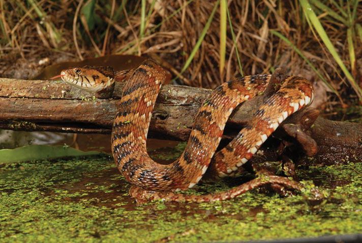 water snake of the genus Nerodia