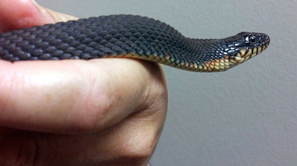 yellow bellied water snake