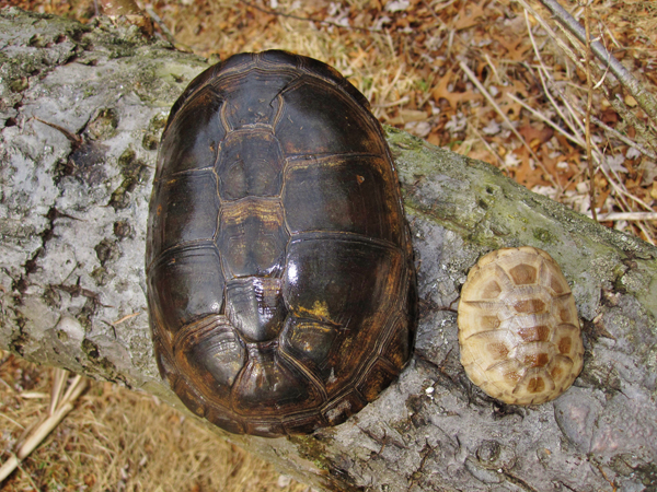 West African mud turtle