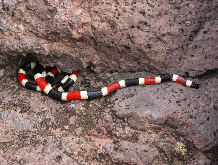 western coral snake
