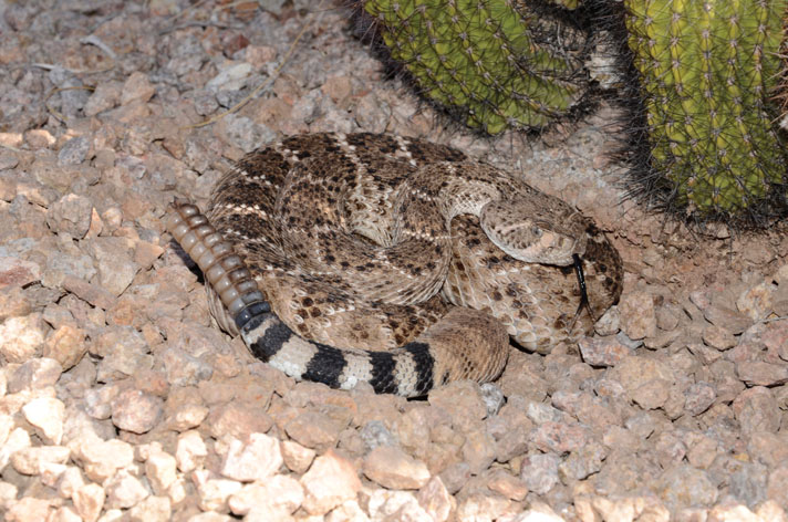 Western diamondback rattlesnake