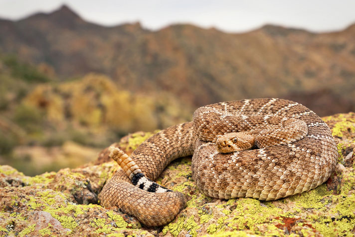 Western diamondback rattlesnake