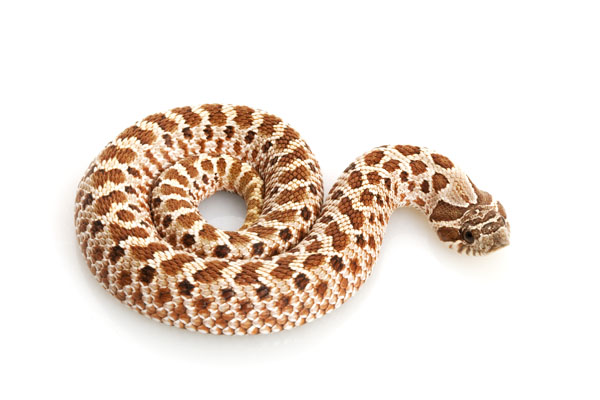 Western hognose snake