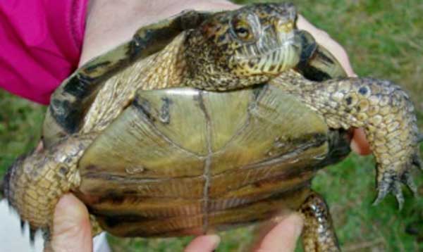 western pond turtle