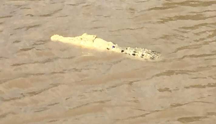 A white crocodile seen in the Adelaide River, Australia