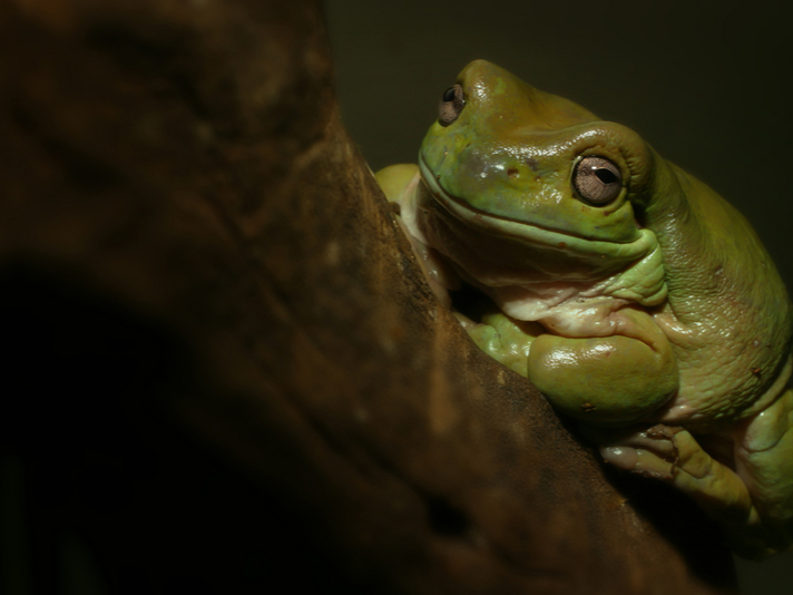 white's treefrog